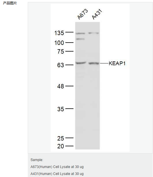 60653164d1ae0.png image.png