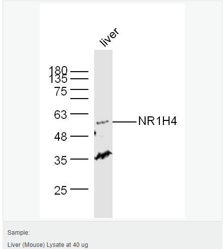 6066c90252541.png image.png