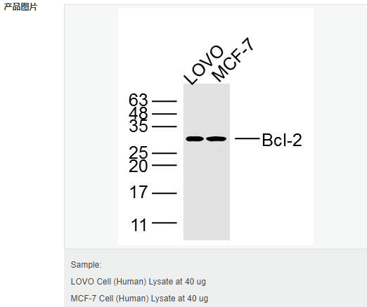 6066d2ff82a7e.png image.png