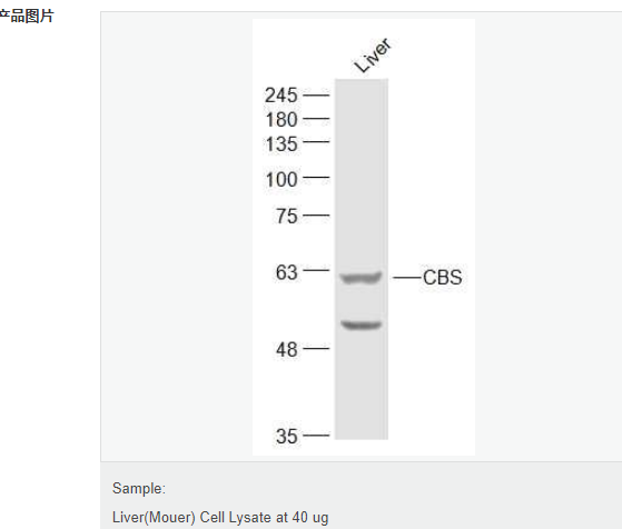 6078debf18ce7.png image.png