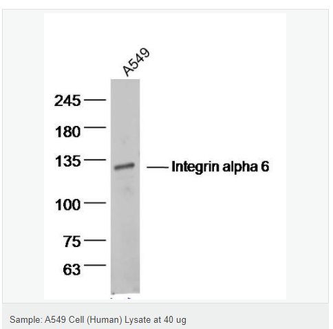 6078e0b4500f0.png image.png